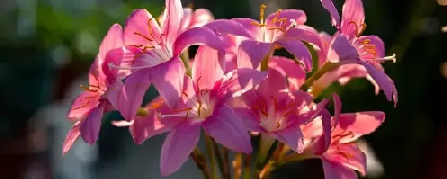 风雨兰的种植方法