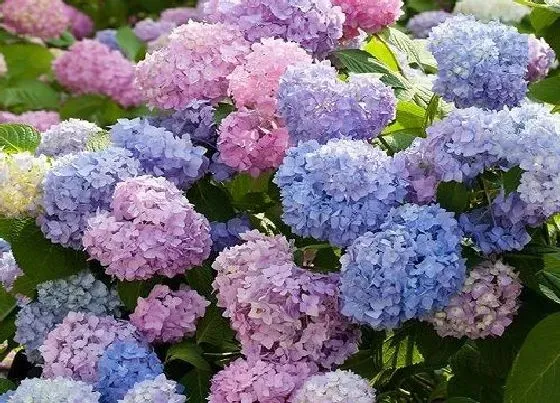 养花|背阴的地方适合种什么花 喜欢背阴下生长的花卉植物
