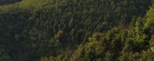 松鼠的特点和生活特征