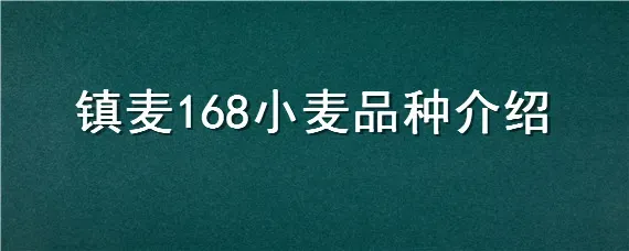 镇麦168小麦品种介绍