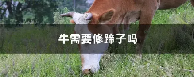 牛需要修蹄子吗