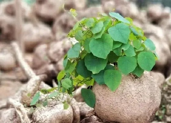 中药材|海南适合种植什么药材 海南药材种植品种
