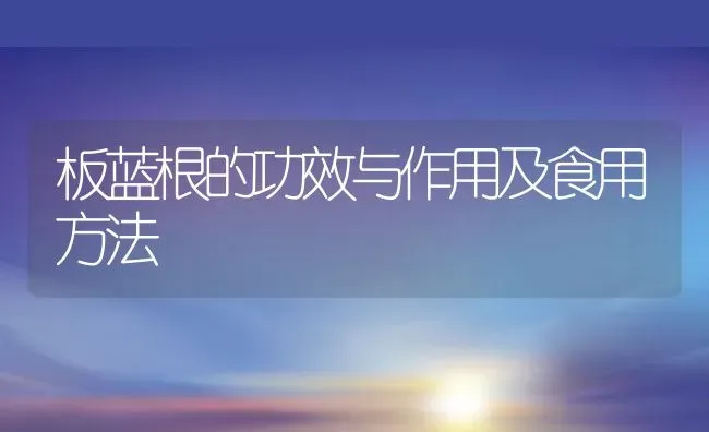 板蓝根的功效与作用及食用方法 | 养殖资料投稿