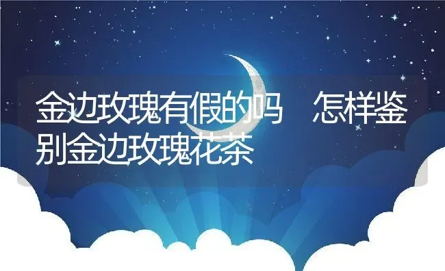 金边玫瑰有假的吗 怎样鉴别金边玫瑰花茶 | 养殖资料投稿
