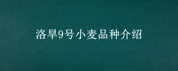 洛旱9号小麦品种介绍