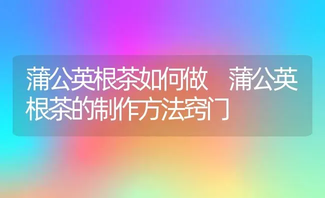 蒲公英根茶如何做 蒲公英根茶的制作方法窍门 | 养殖资料投稿