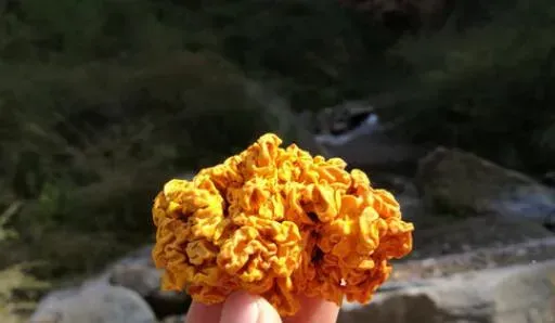 金木耳怎么种植 金木耳的种植技术
