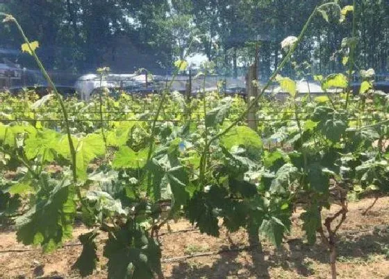 种植前景|阳光玫瑰葡萄亩产量一般多少斤 种植阳光玫瑰投资成本