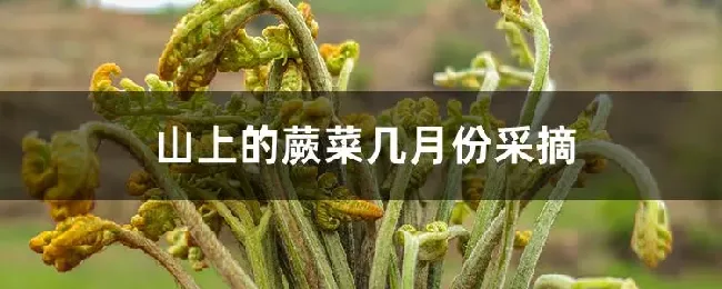 山上的蕨菜几月份采摘