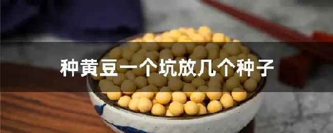 种黄豆一个坑放几个种子