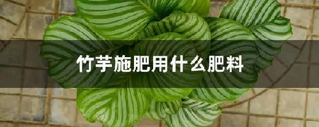 竹芋施肥用什么肥料