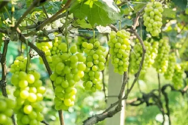 种植前景|阳光玫瑰葡萄亩产量一般多少斤 种植阳光玫瑰投资成本