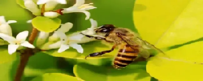 蜜蜂冬天怎么过冬