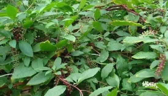 土人参的功效与作用 有哪些禁忌