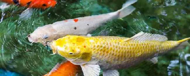 冬季钓鲤鱼的技巧和方法？