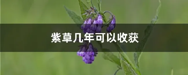 紫草几年可以收获