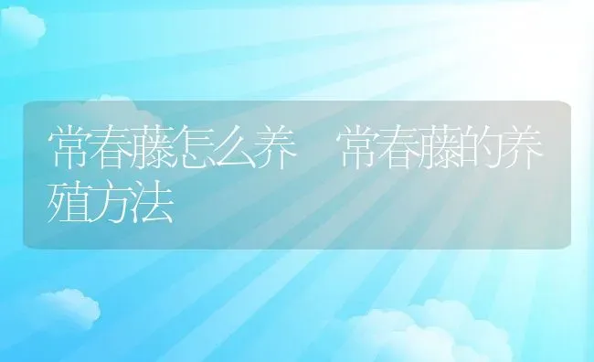 常春藤怎么养 常春藤的养殖方法 | 养殖资料投稿