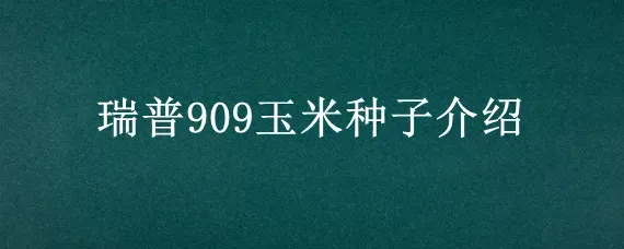 瑞普909玉米种子介绍