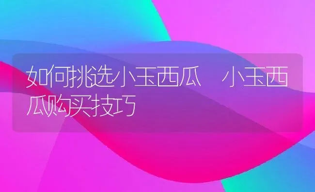 如何挑选小玉西瓜 小玉西瓜购买技巧 | 养殖资料投稿