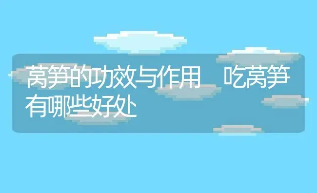 莴笋的功效与作用 吃莴笋有哪些好处 | 养殖资料投稿