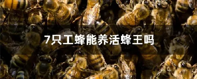 7只工蜂能养活蜂王吗