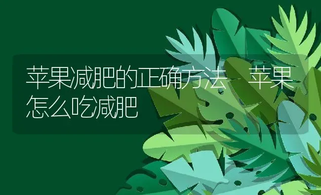 苹果减肥的正确方法 苹果怎么吃减肥 | 养殖资料投稿