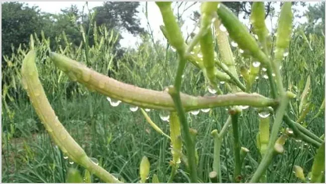 2020年黄花菜价格行情趋势分析 黄花菜种植利润及前景如何 | 养殖项目前景