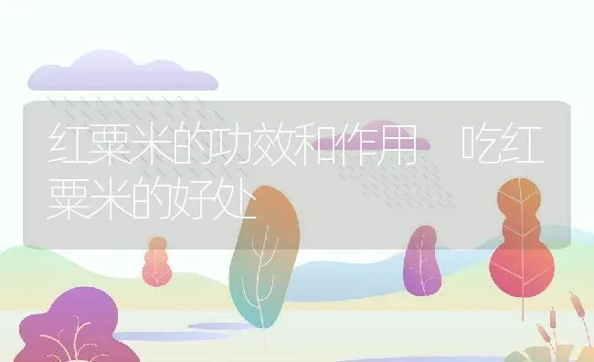 红粟米的功效和作用 吃红粟米的好处 | 养殖资讯
