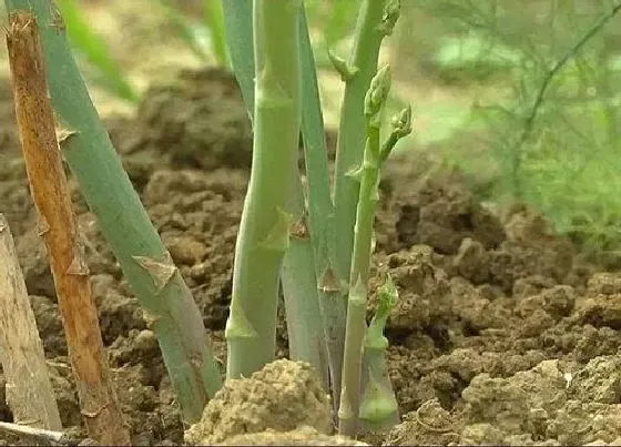 种植前景|芦笋种植条件 适宜种植地区要求