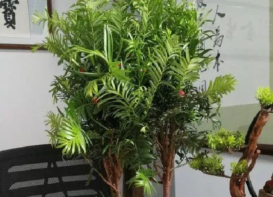 种植前景|种植红豆杉赚钱吗 种植利润如何