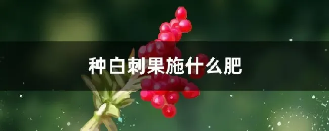 种白刺果施什么肥