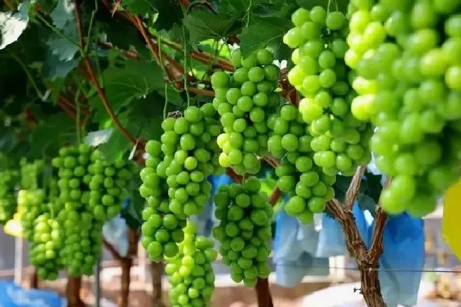 种植前景|阳光玫瑰葡萄从每斤300元跌至10元 未来市场行情