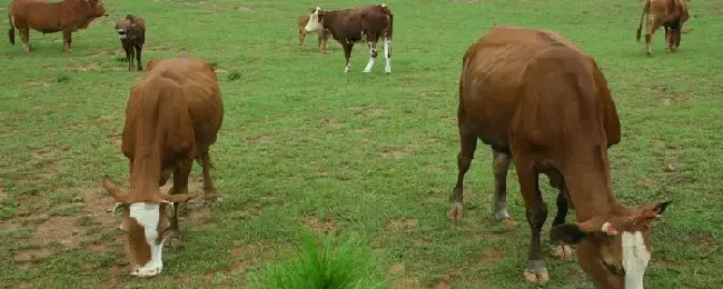 肉牛繁殖一次多少头