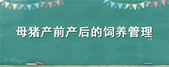 母猪产前产后的饲养管理