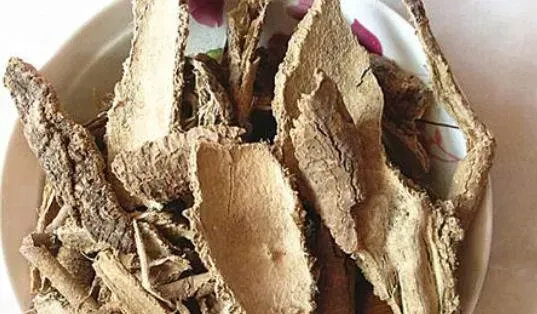 椿白皮的功效与作用及食用方法