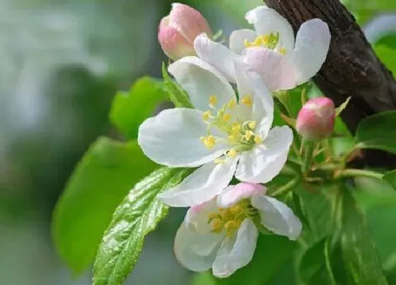 养花|长花盆适合种什么花