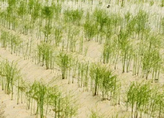 种植前景|芦笋种植条件 适宜种植地区要求