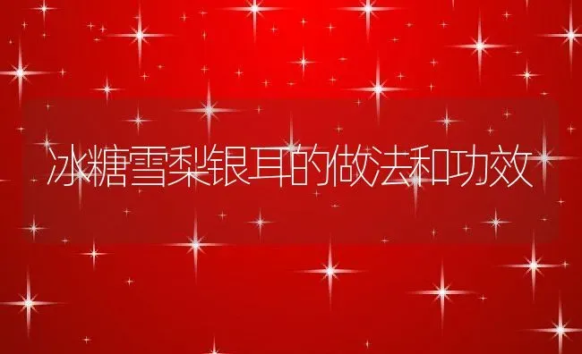 冰糖雪梨银耳的做法和功效 | 养殖资料投稿