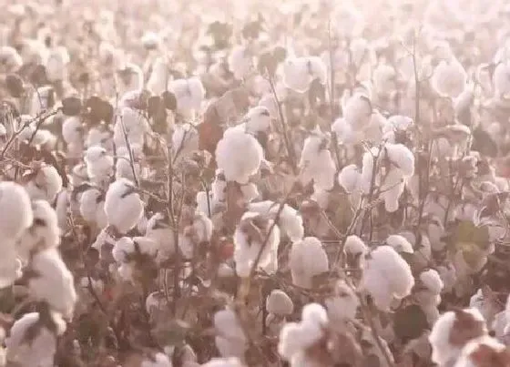 种植前景|长绒棉种植条件 生长的自然条件