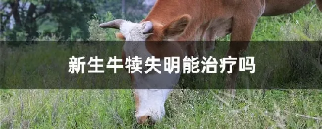 新生牛犊失明能治疗吗