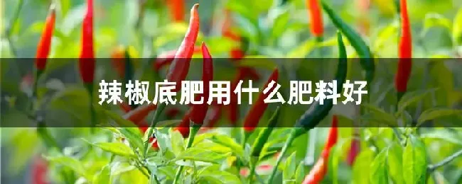 辣椒底肥用什么肥料好