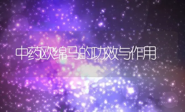 连翘图片 连翘的功效与作用 | 养殖资料投稿