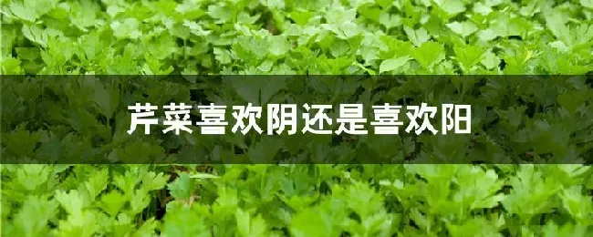 芹菜喜欢阴还是喜欢阳