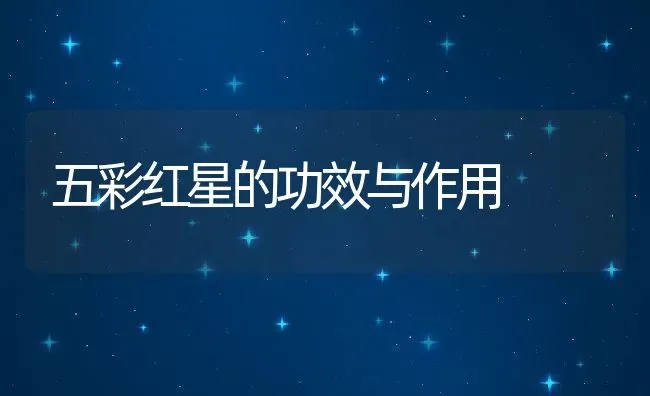 五彩红星的功效与作用 | 养殖资料投稿