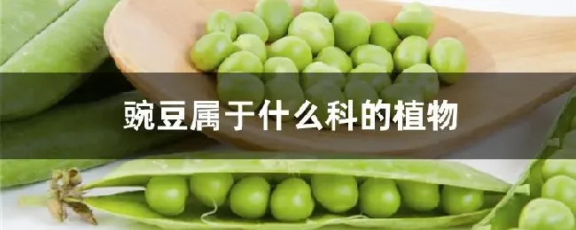 豌豆属于什么科的植物