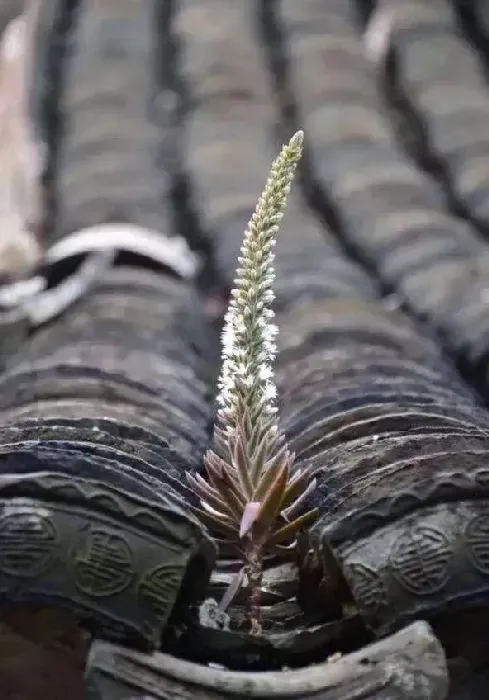 瓦松价格多少钱一斤？功效与作用分析