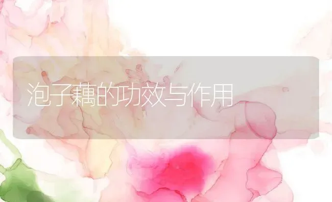 泡子藕的功效与作用 | 养殖资料投稿