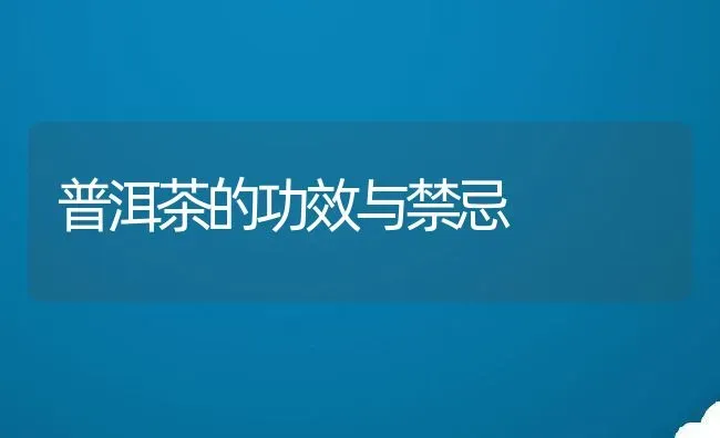 普洱茶的功效与禁忌 | 养殖资料投稿