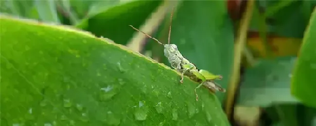 蝗虫怎么过冬