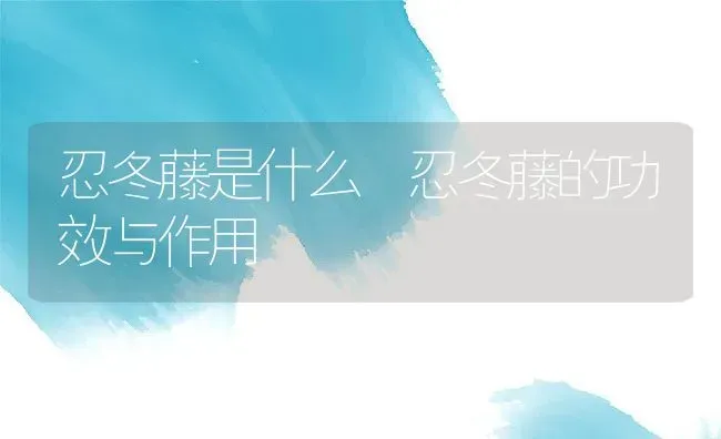 忍冬藤是什么 忍冬藤的功效与作用 | 养殖资料投稿